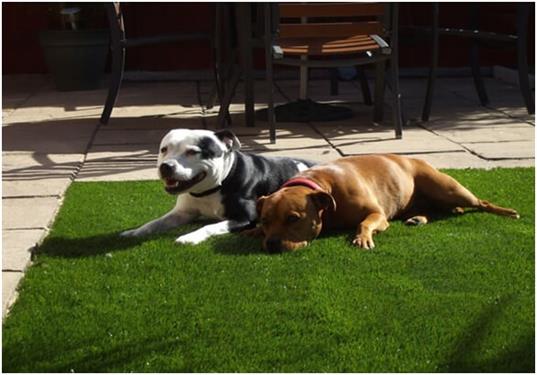 Các cách vệ sinh thảm cỏ nhân tạo thú cưng